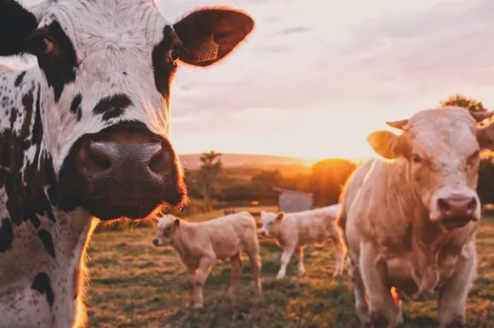 Produtor analisando dados no campo — imagem ilustrativa