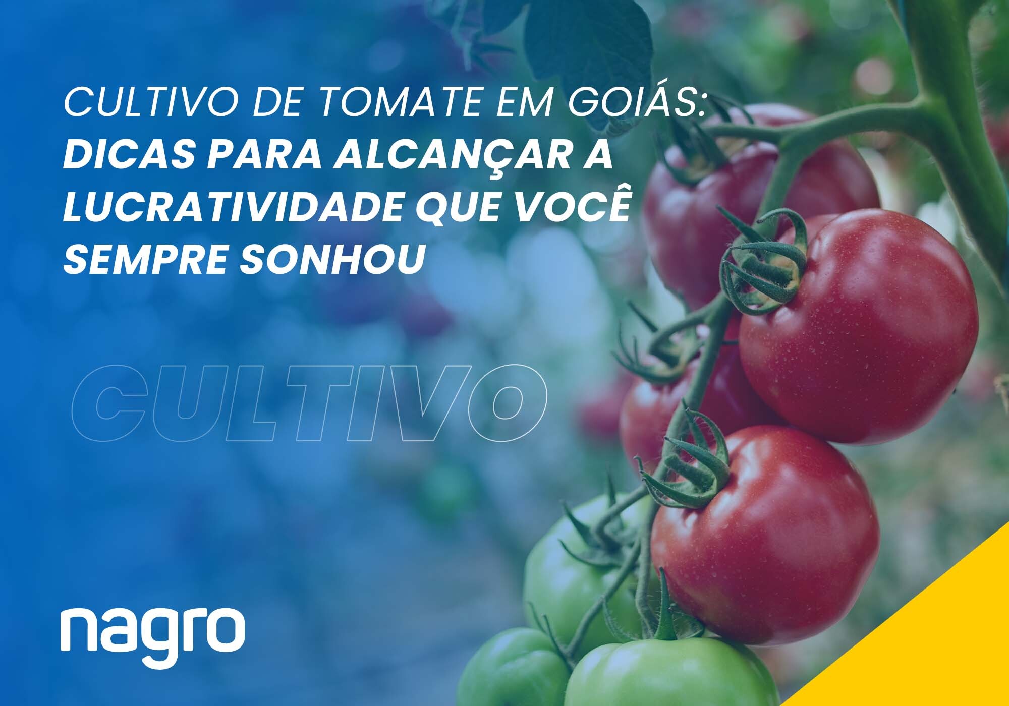 Cultivo de Tomate em Goiás: dicas para alcançar a Lucratividade que você sempre sonhou